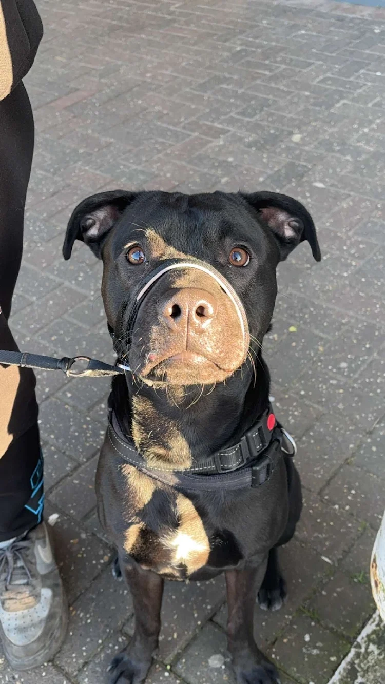 Lovely dog after being transported via Eurotunnel pet taxi