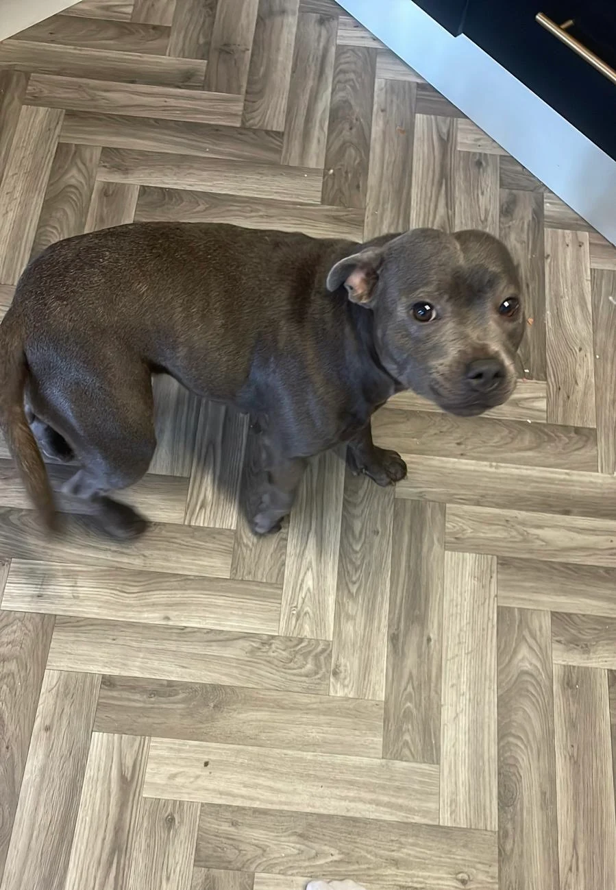 Puppy dropped off safely at home