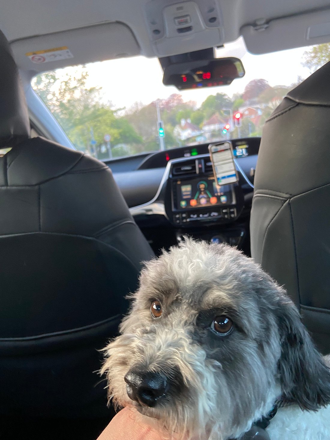 Comfortable dog on a journey with our driver