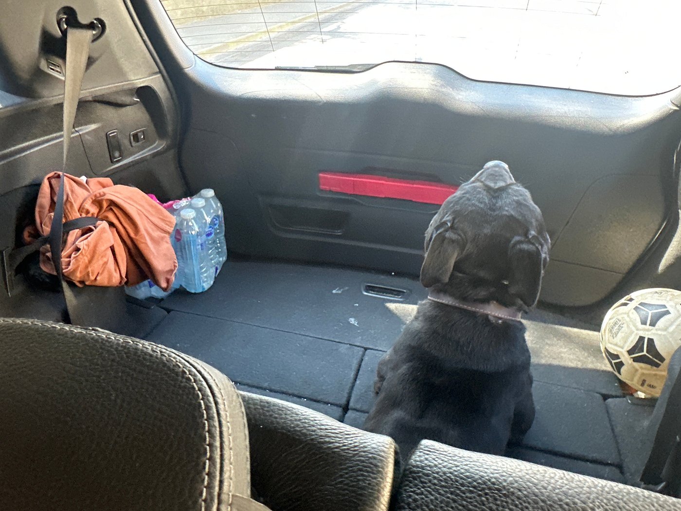 Dog travelling with Shepway Pet Taxi